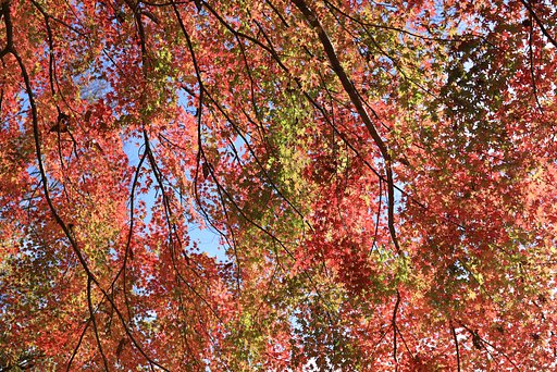 降り注ぐ紅葉