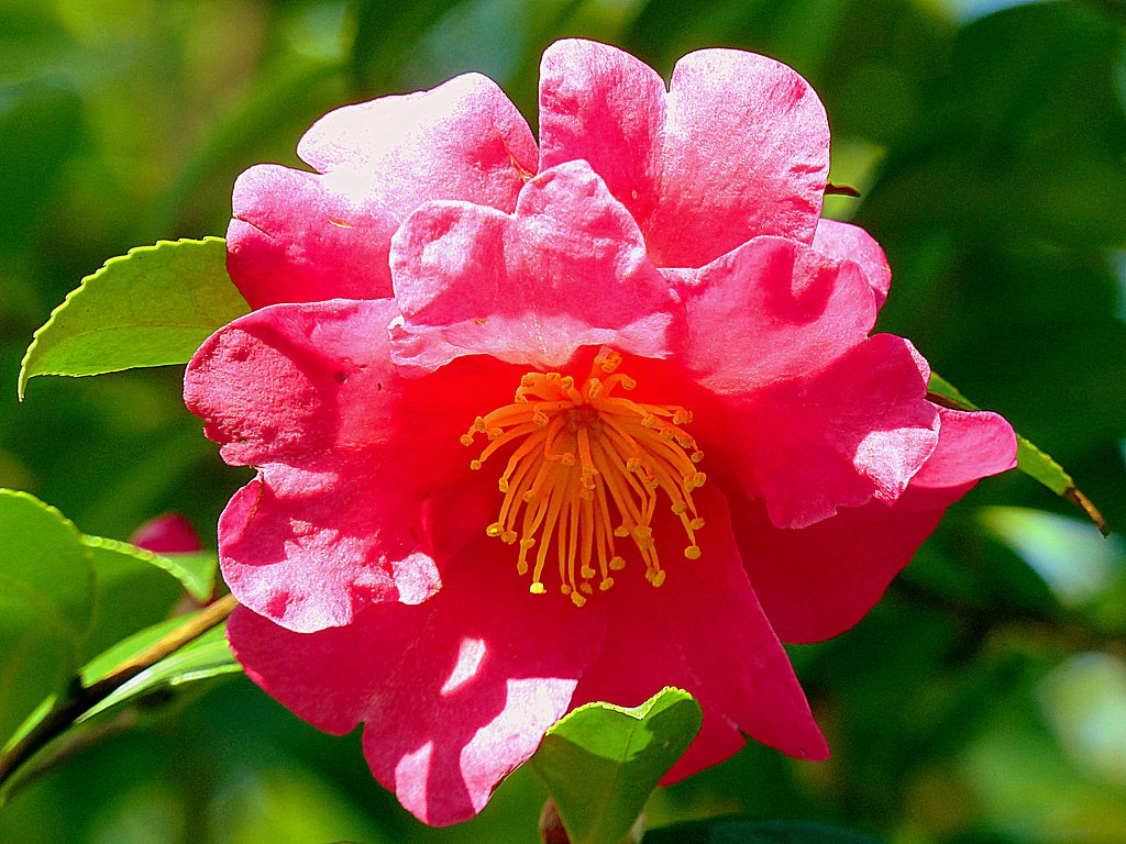 山茶花のUP