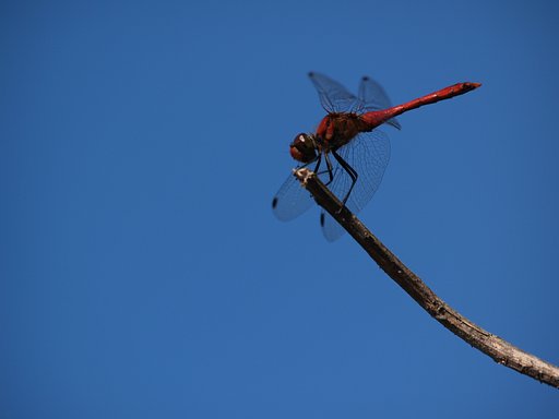 秋空