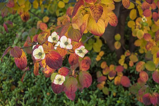 ヤマボウシの紅葉