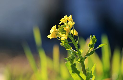 一本だけの菜の花