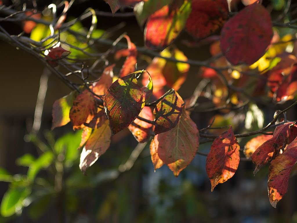 紅葉(その2)