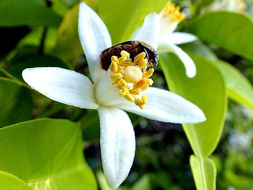 ミカンの花とハナムグリ
