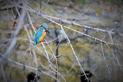 春のカワセミその２