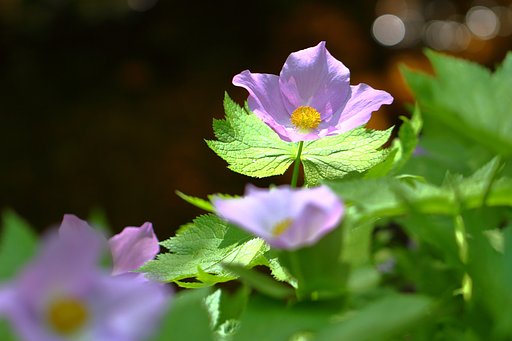 5月21日の写真