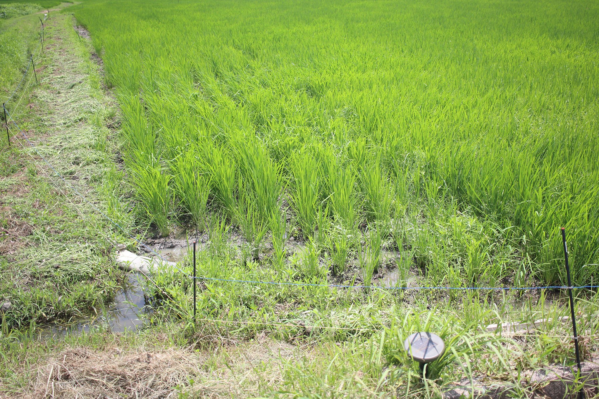 田んぼの草抜き