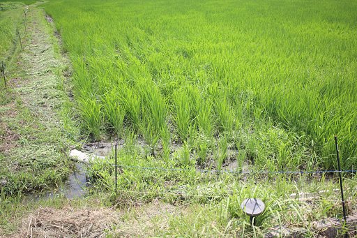 田んぼの草抜き
