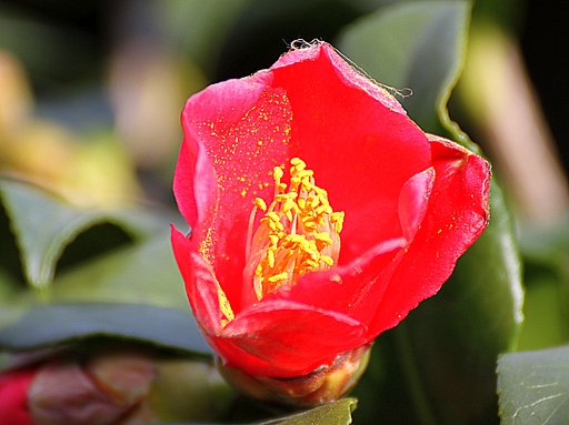 椿の花UP