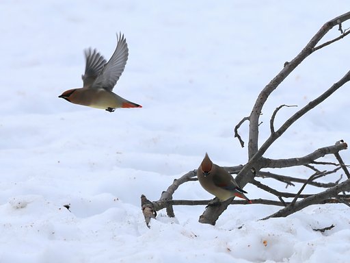 春が待ち遠しい