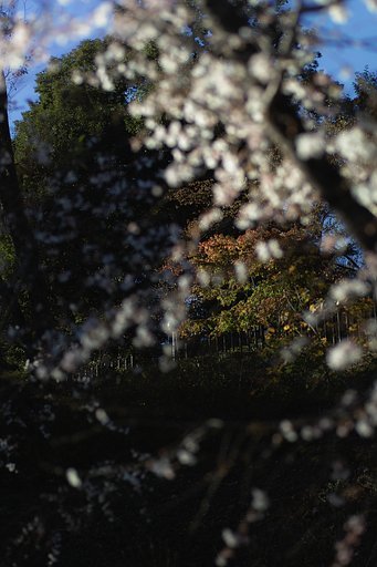 【木】紅葉に降る....