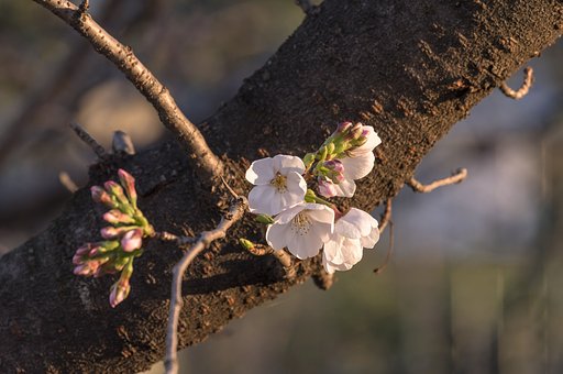 我が家も開花宣言