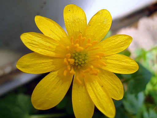 黄色い小さな花