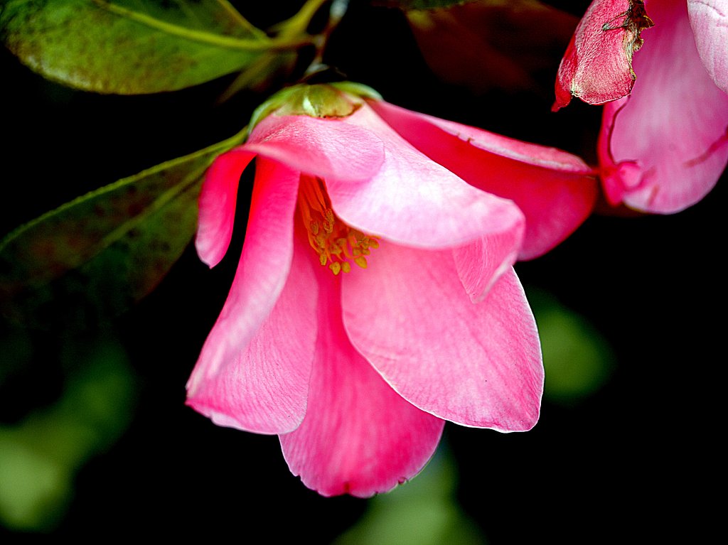 Canon EFS60mmF2.8macro USM