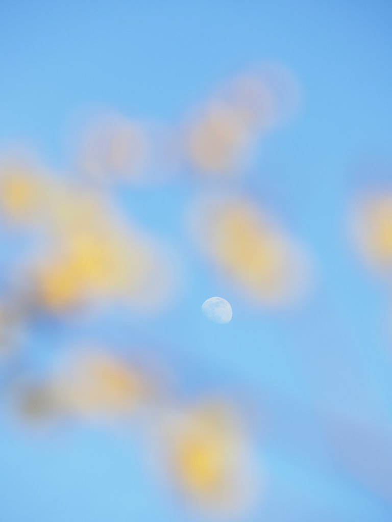 月と蝋梅