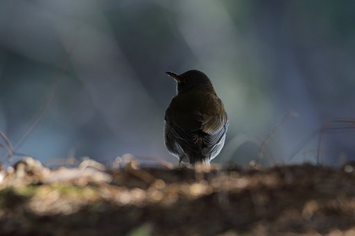 ノラネコの視点（その１・シロハラン）