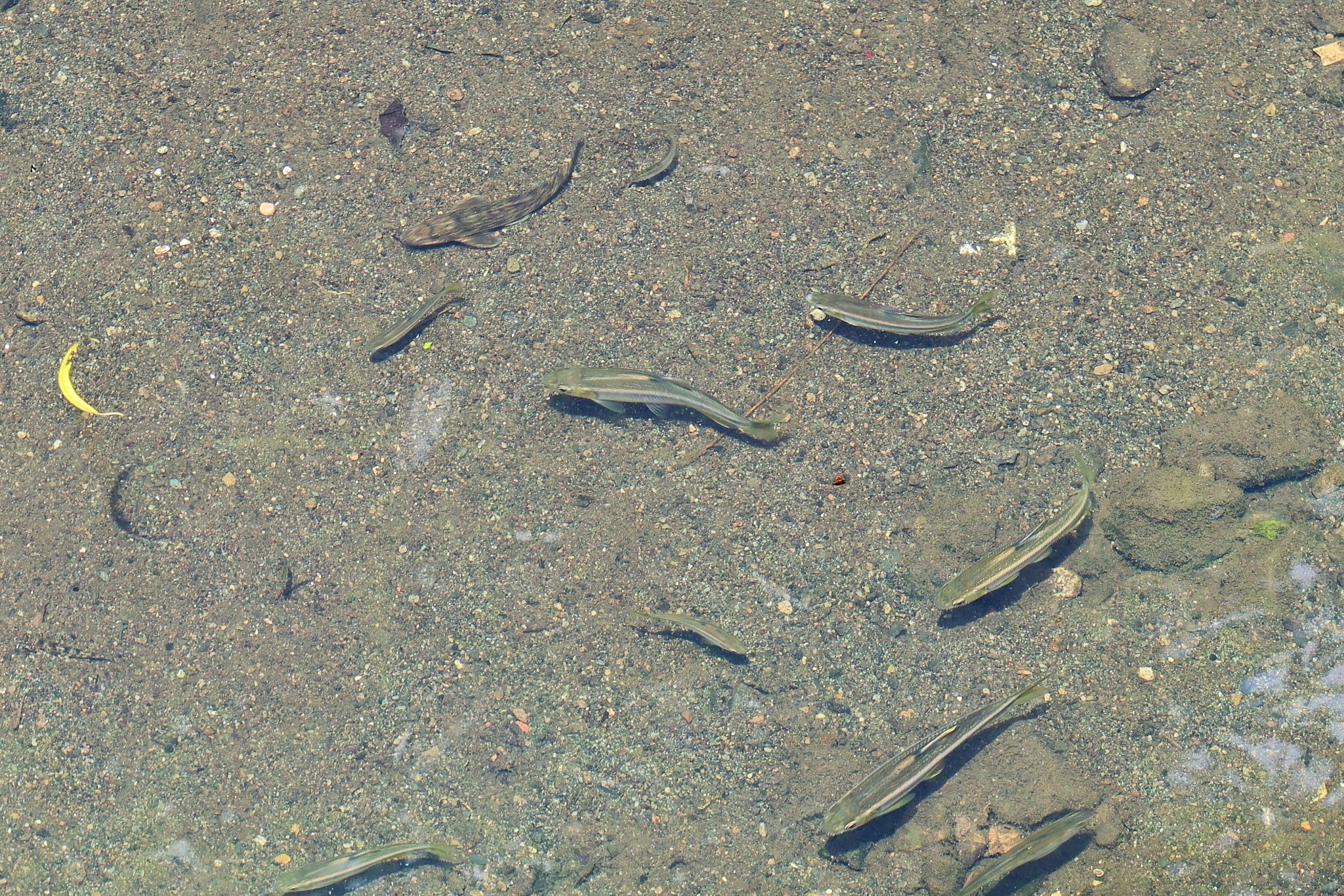 魚になりたい・・・その２
