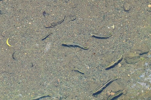 魚になりたい・・・その２