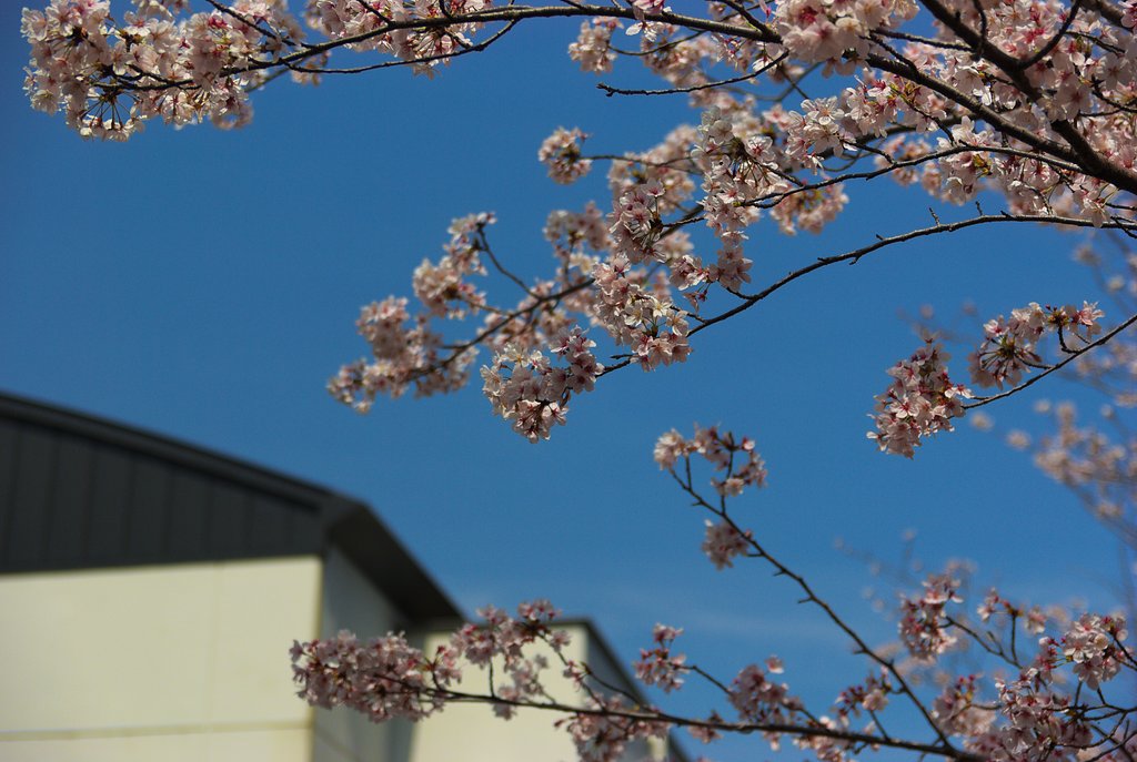 中学校の桜