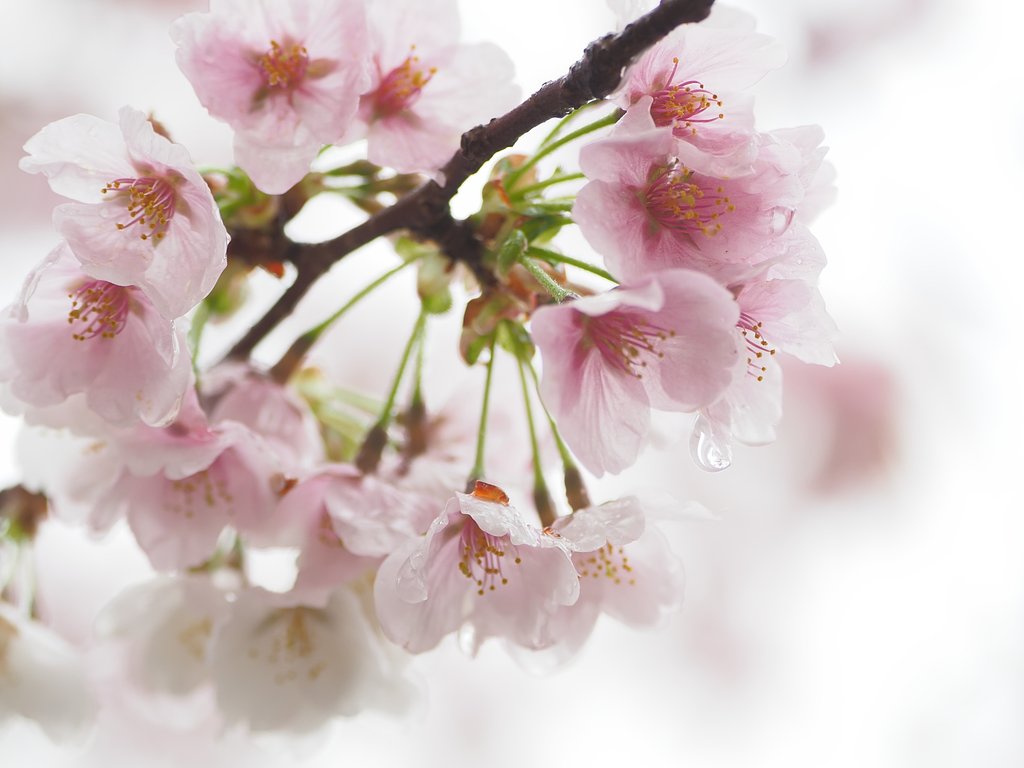 桜冠