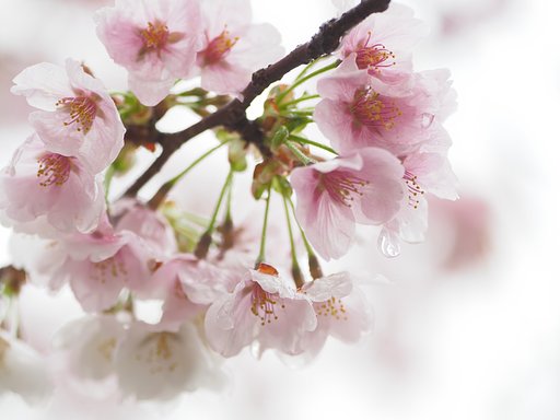 桜冠