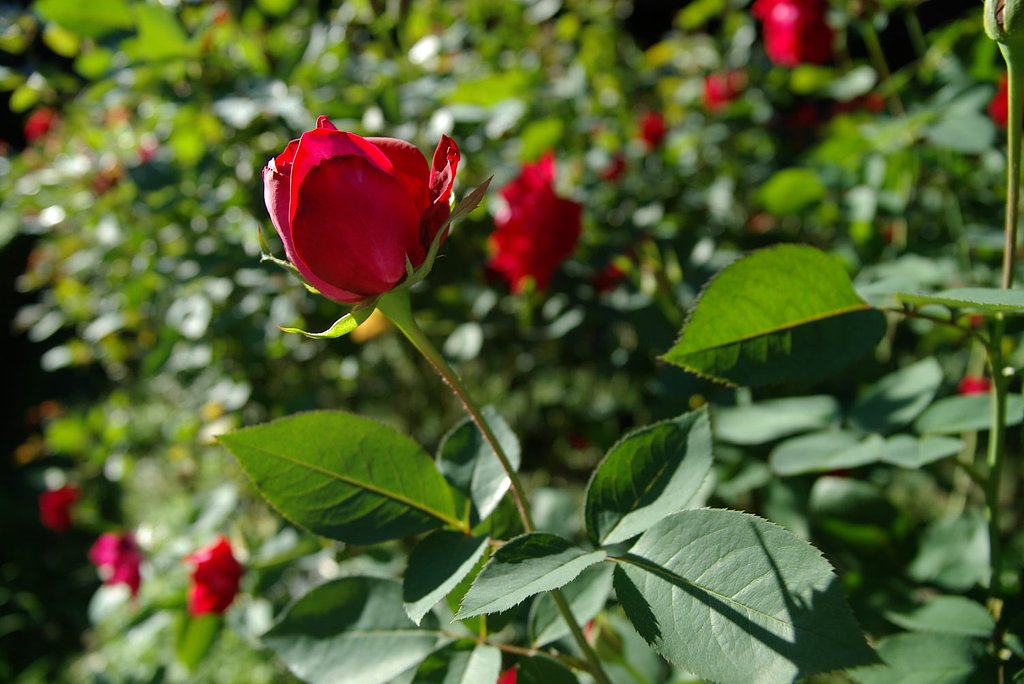 秋薔薇の季節