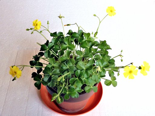 ツヤカタバミ