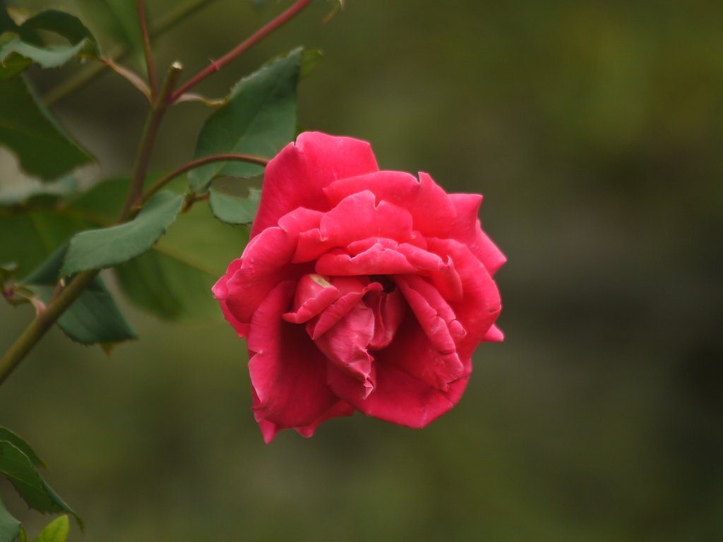 Canon EF100-300mm F5.6L