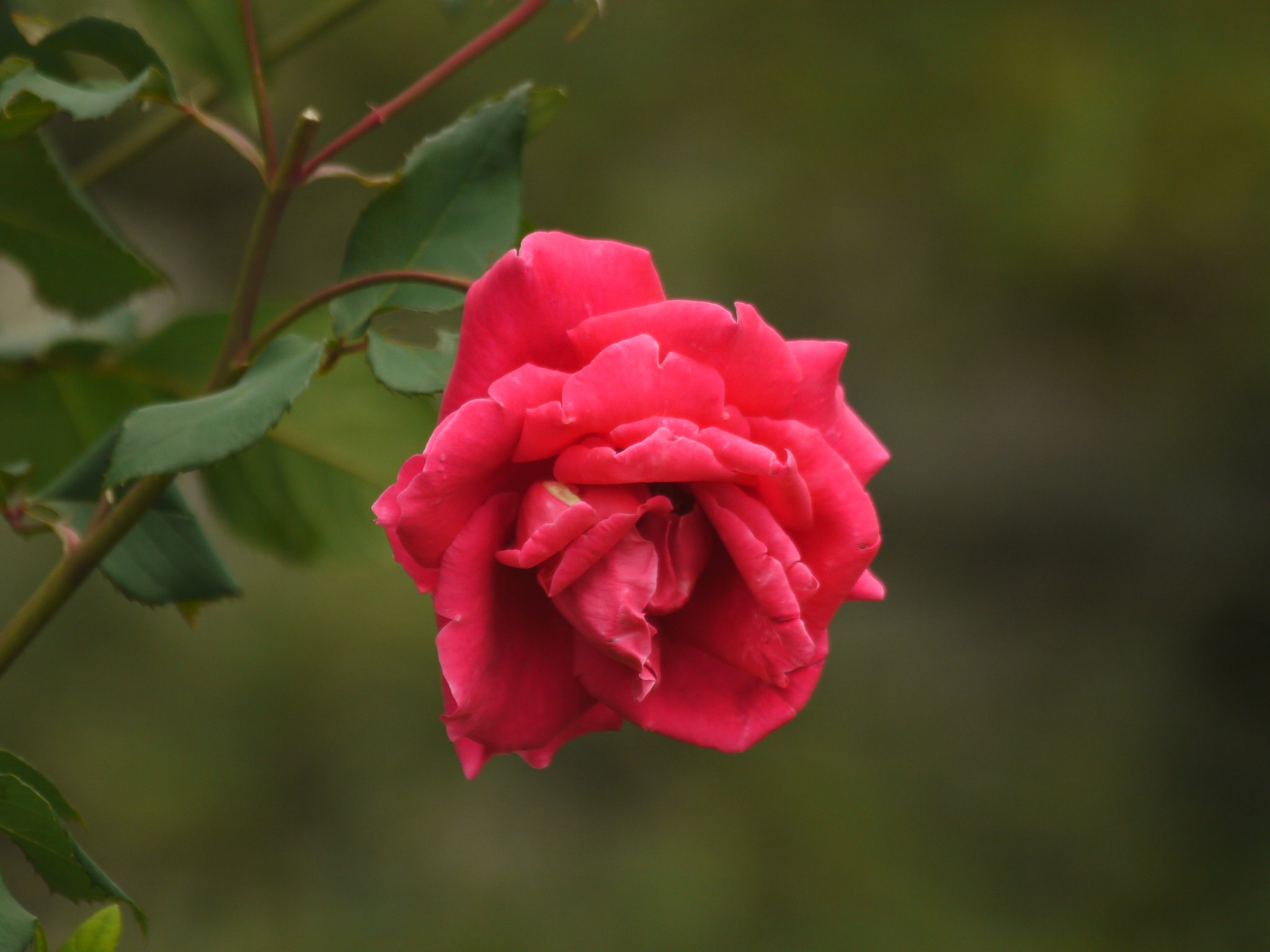 Canon EF100-300mm F5.6L