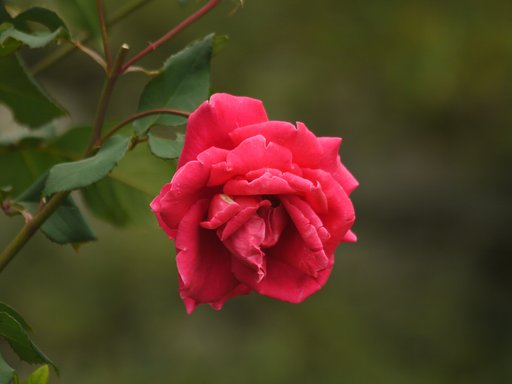Canon EF100-300mm F5.6L