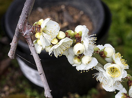 小さな梅の木の花