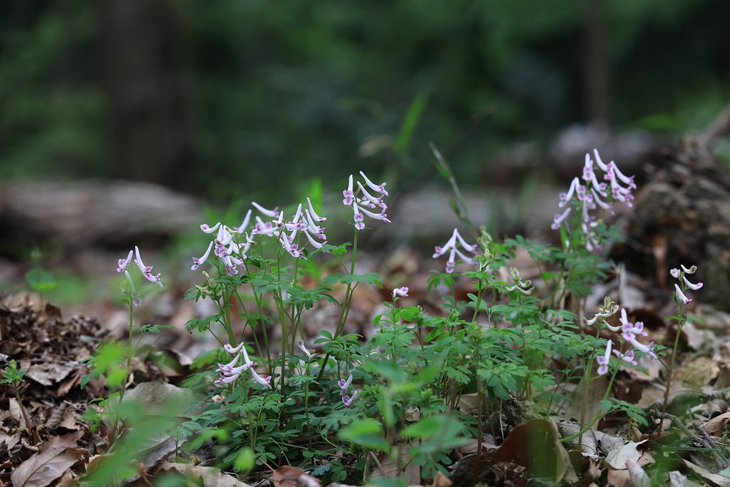 ウチの裏山のメダカたち
