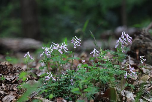 ウチの裏山のメダカたち