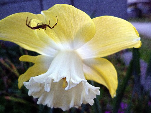 花とクモ