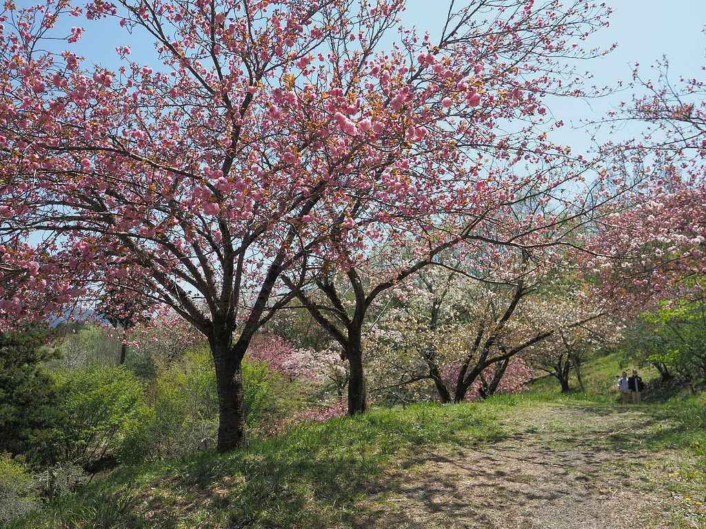 通り抜けの桜