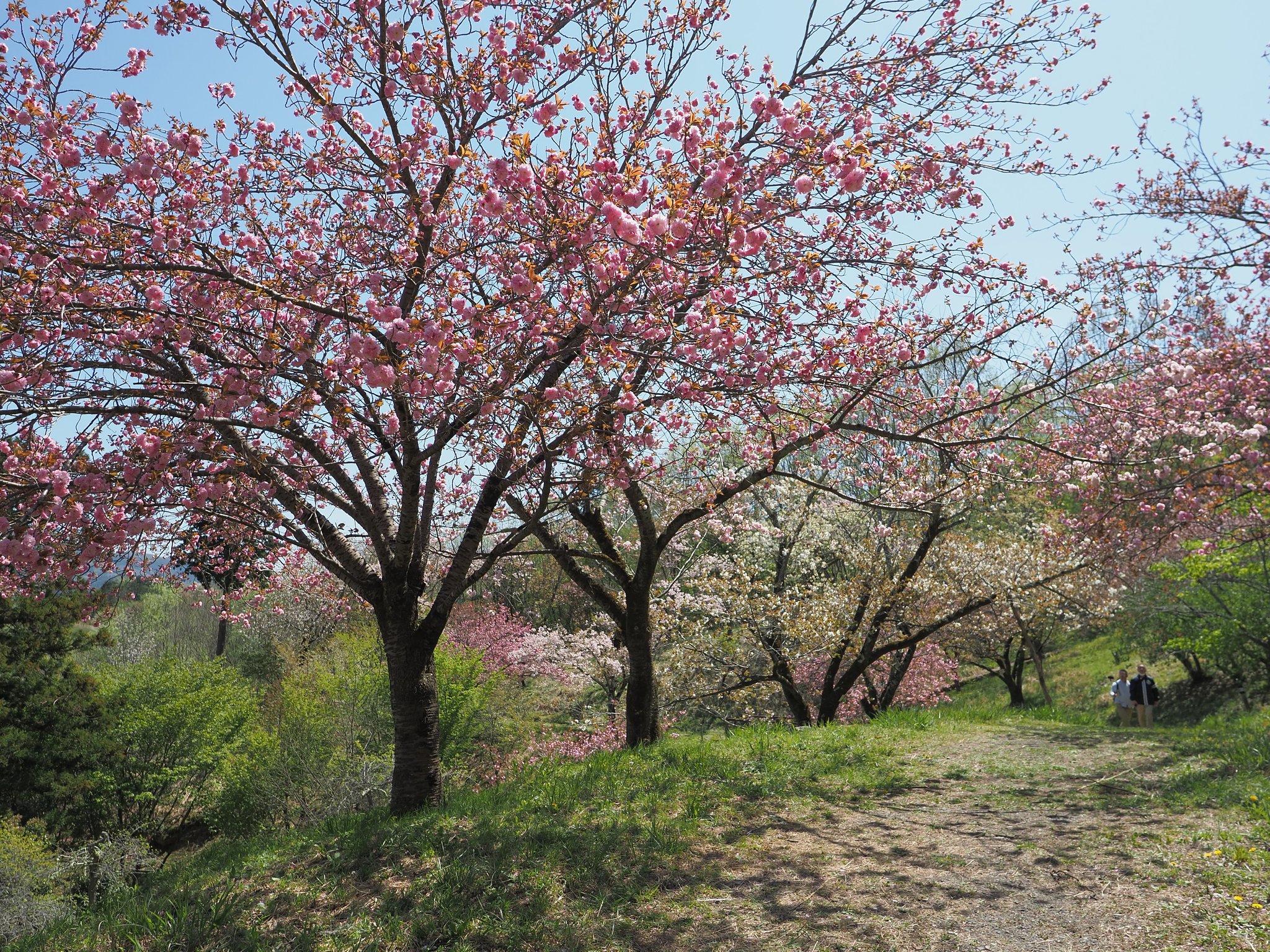 通り抜けの桜