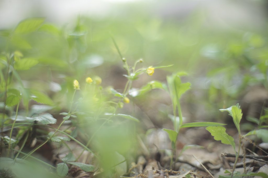 野に咲く花