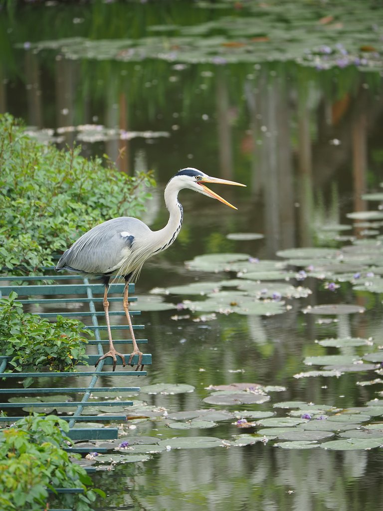 生存確認