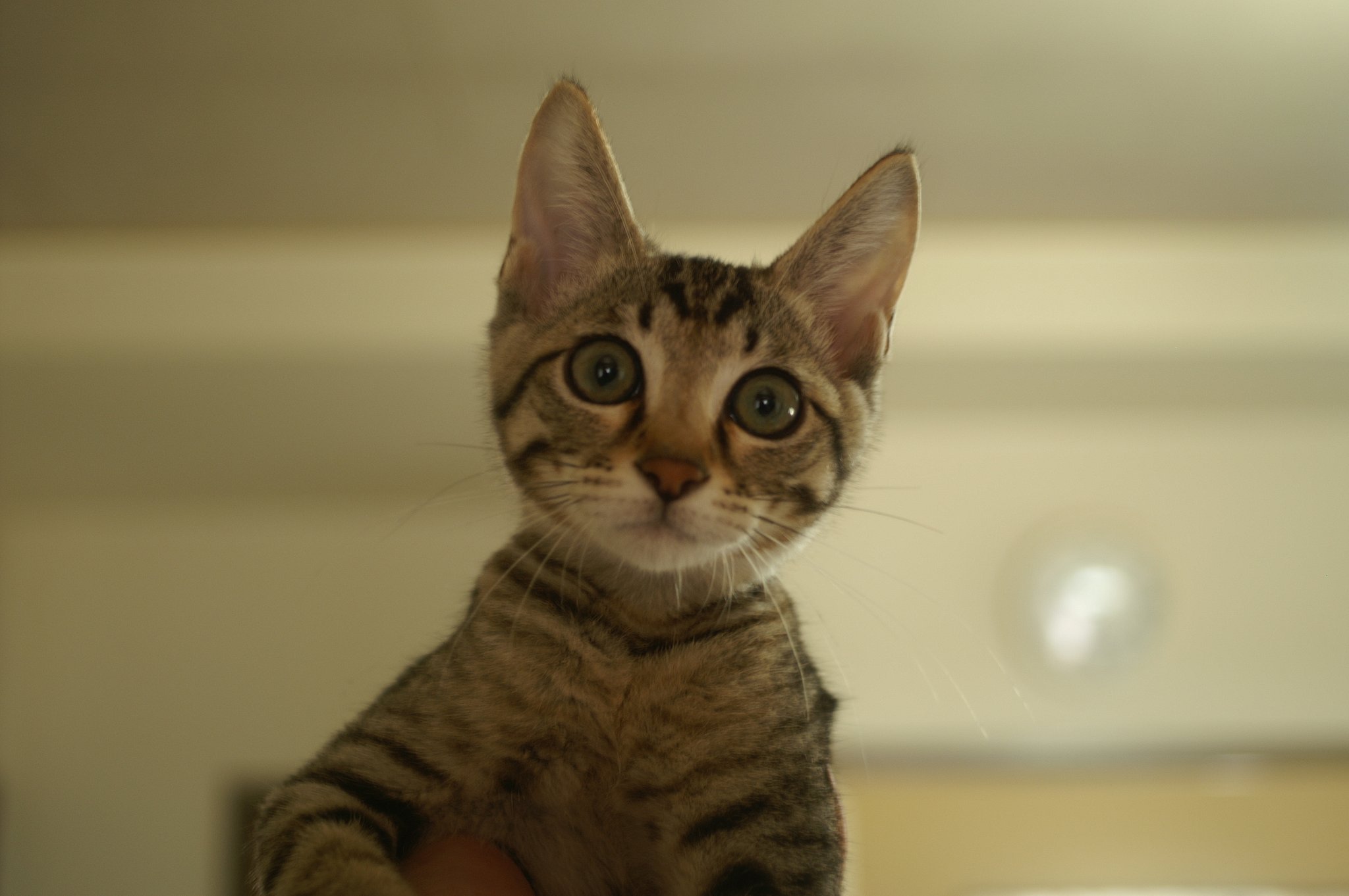 「円」　こねこ