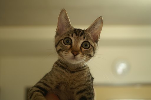 「円」　こねこ