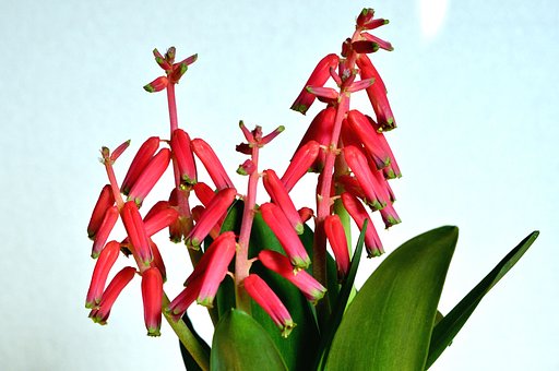ラケナリアの花
