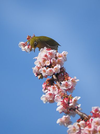 ありがとう。
