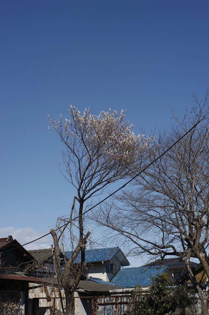 咲く
