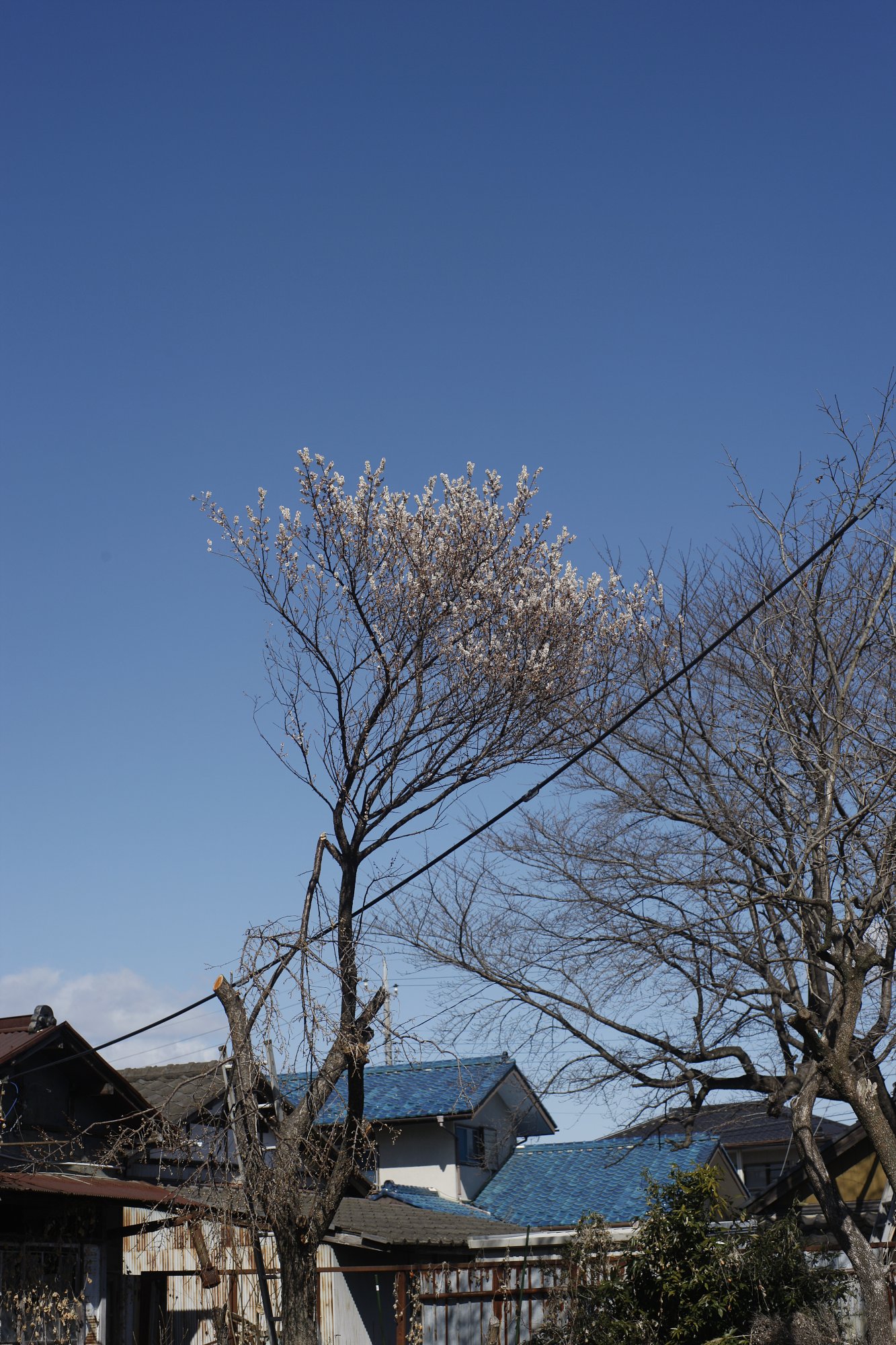 咲く