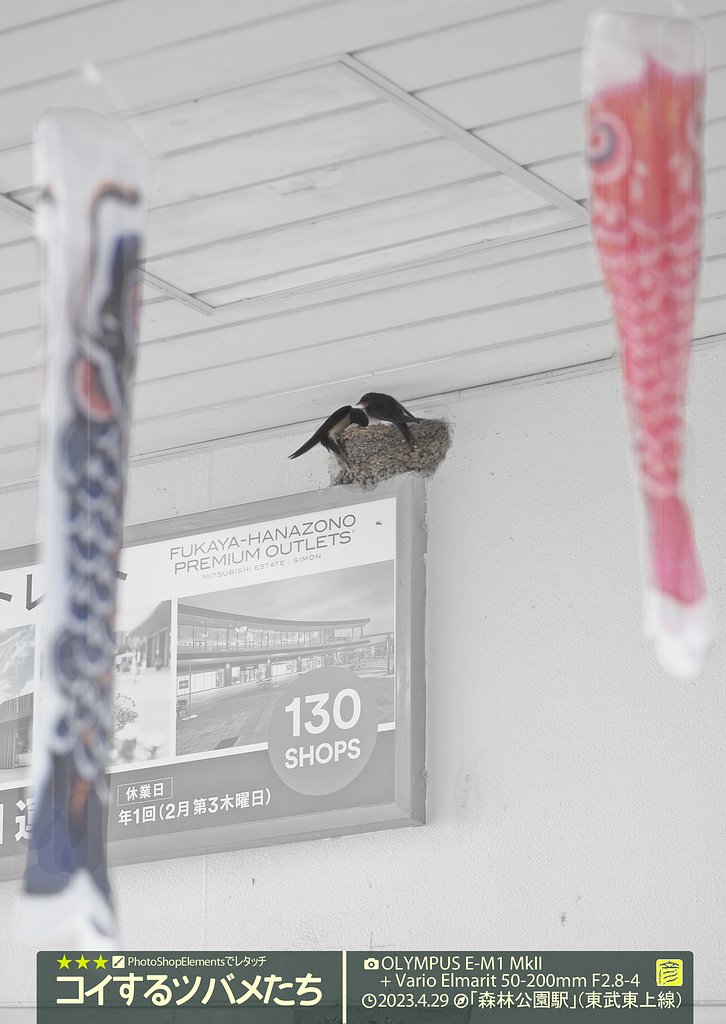 コイするツバメたち