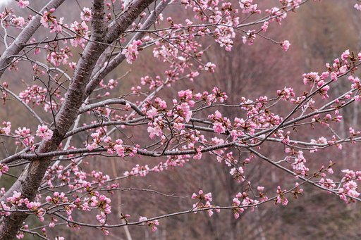 1600mの春の桜