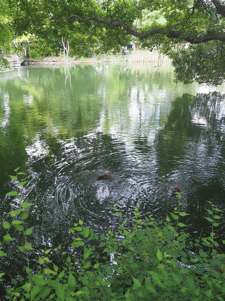緑の調べ２