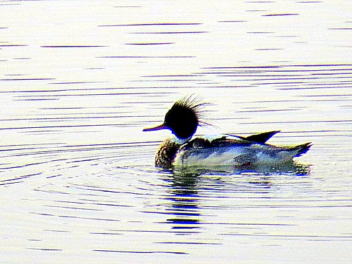 遥か遠い海の鳥