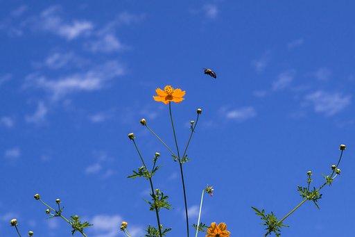 秋空を飛ぶ