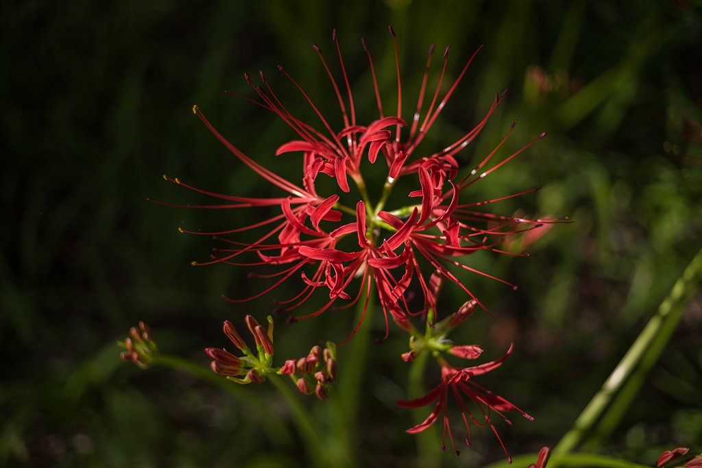 魅惑の曼珠沙華