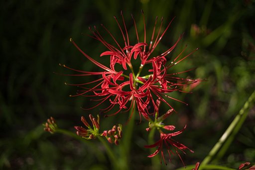 魅惑の曼珠沙華
